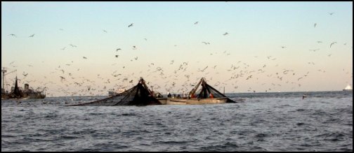 Menhaden Fishery